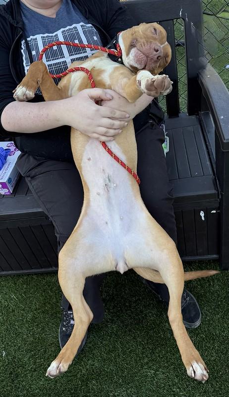 Enlarge Flurry, a ADOPTABLE Mixed Breed in Philadelphia, PA image 3/5