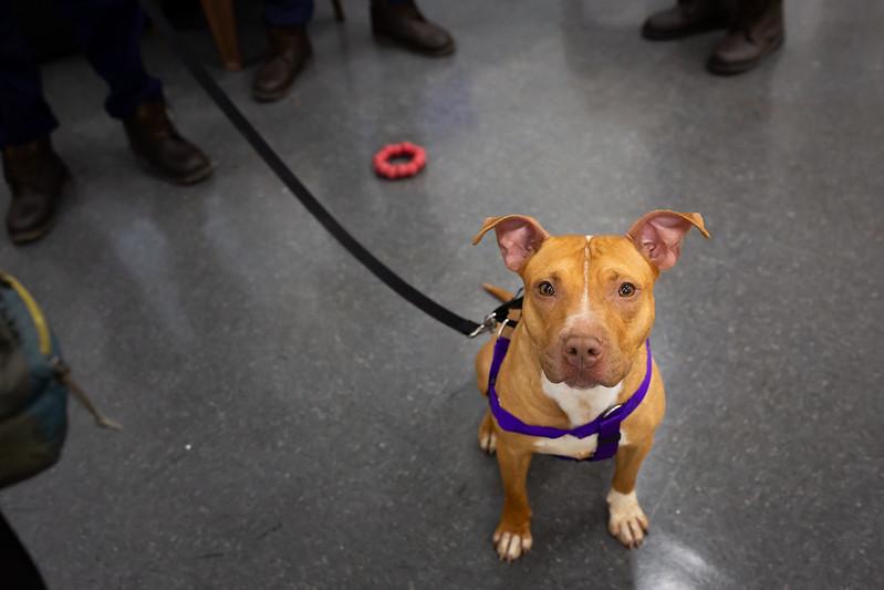 Enlarge Flurry, a ADOPTABLE Mixed Breed in Philadelphia, PA image 5/6