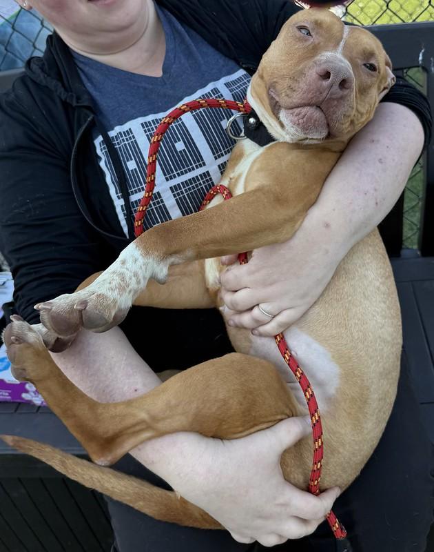 Enlarge Flurry, a ADOPTABLE Mixed Breed in Philadelphia, PA image 4/5