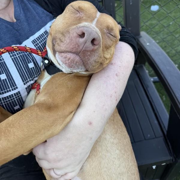 Flurry, ADOPTABLE, Young Female Mixed Breed.