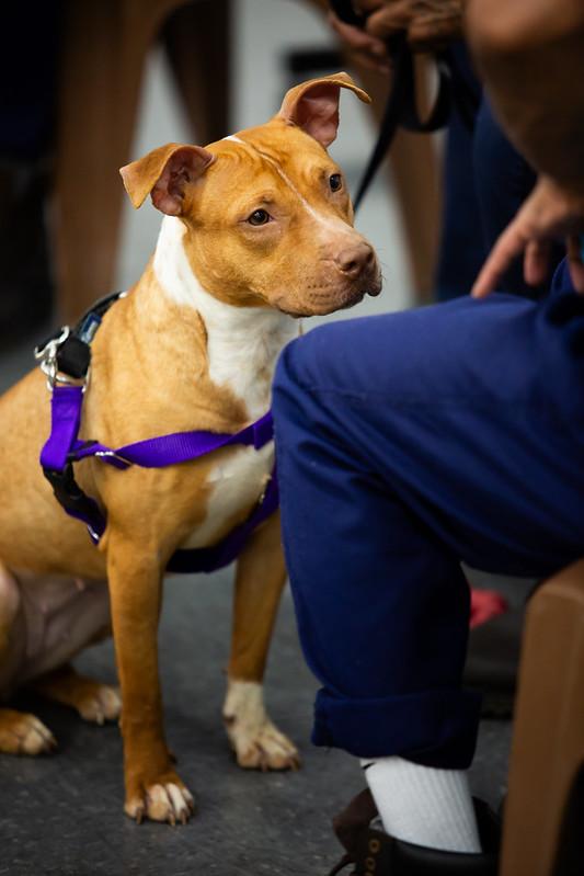 Enlarge Flurry, a ADOPTABLE Mixed Breed in Philadelphia, PA image 3/6