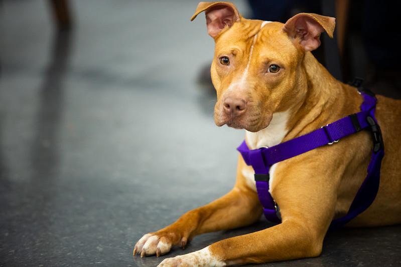 Flurry, ADOPTABLE, Young Female Mixed Breed.
