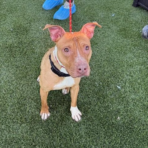 Enlarge Flurry, a ADOPTABLE Mixed Breed in Philadelphia, PA image 2/5