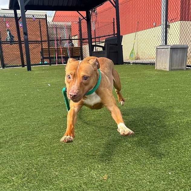 Enlarge Flurry, a ADOPTABLE Mixed Breed in Philadelphia, PA image 5/5