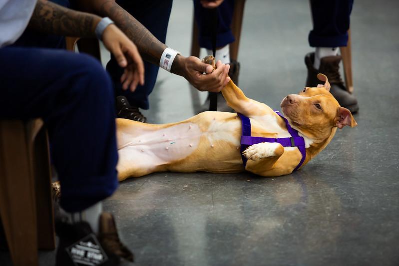 Enlarge Flurry, a ADOPTABLE Mixed Breed in Philadelphia, PA image 2/6