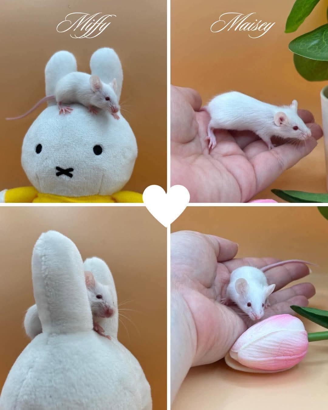 Maize&Miffy, Adoptable, Baby Female Mouse.