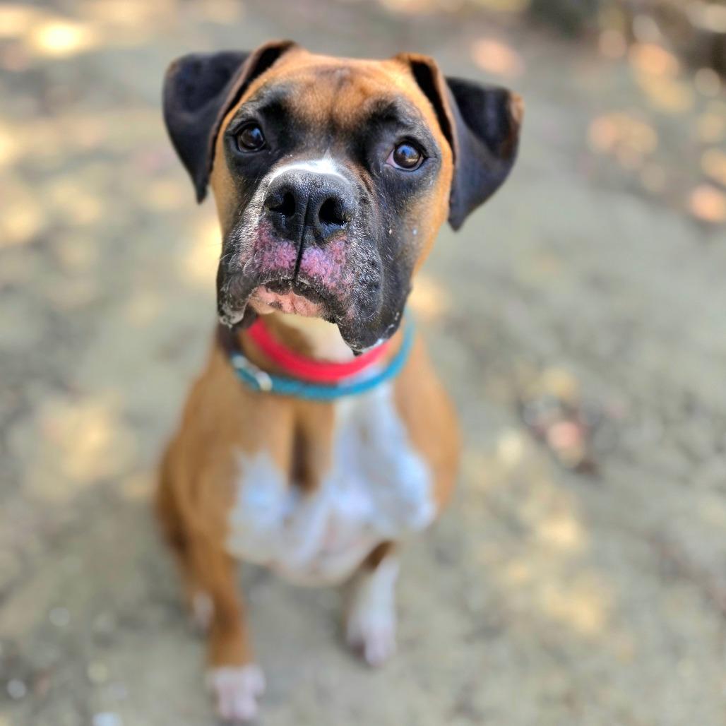 Milo (C000-114) - City of Industry Location, Adoptable, Adult Male Boxer.