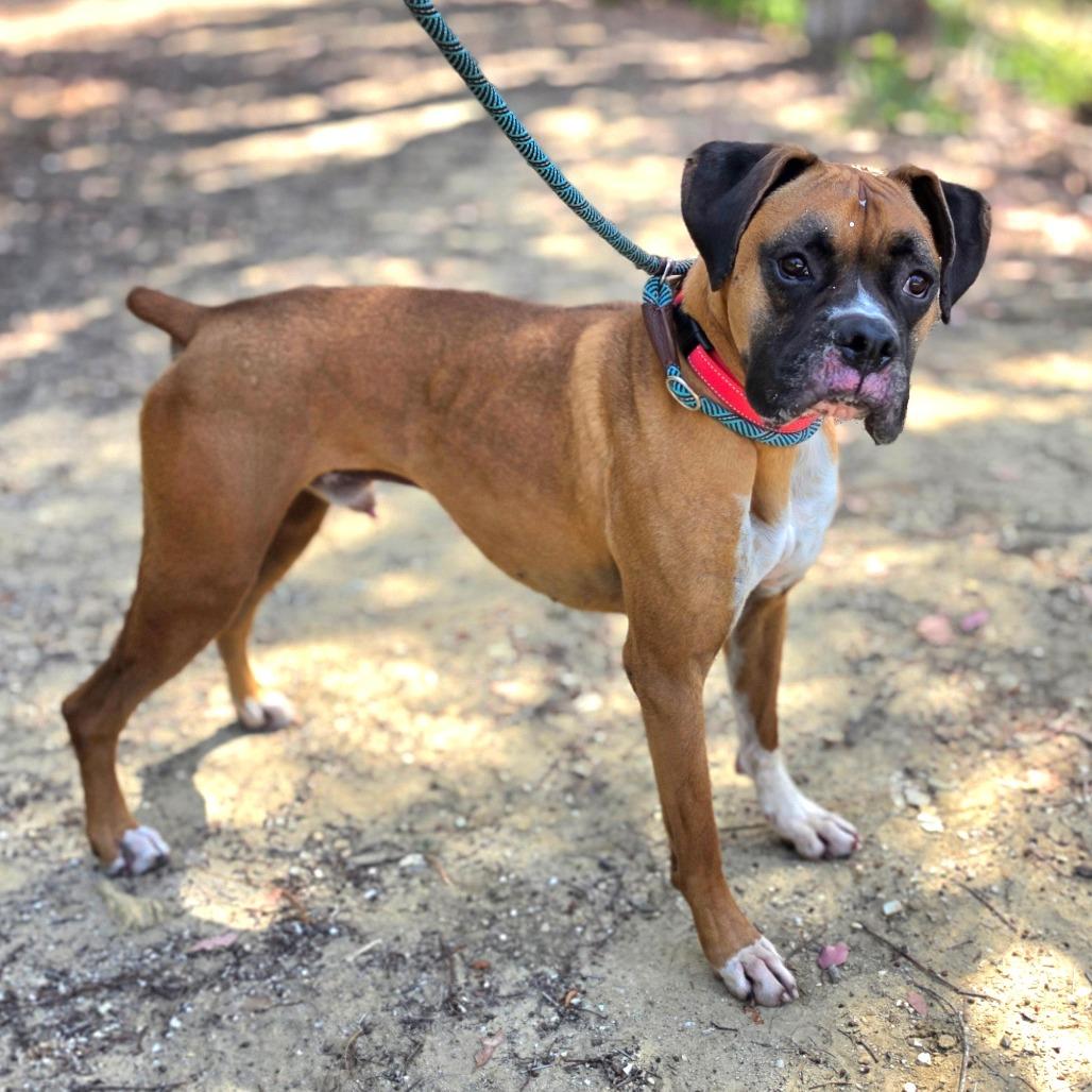 Milo (C000-114) - City of Industry Location, a Adoptable Boxer in Chino Hills, CA image 2/6