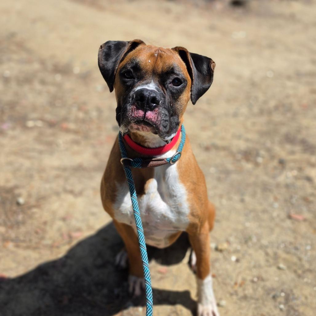 Milo (C000-114) - City of Industry Location, a Adoptable Boxer in Chino Hills, CA image 3/6