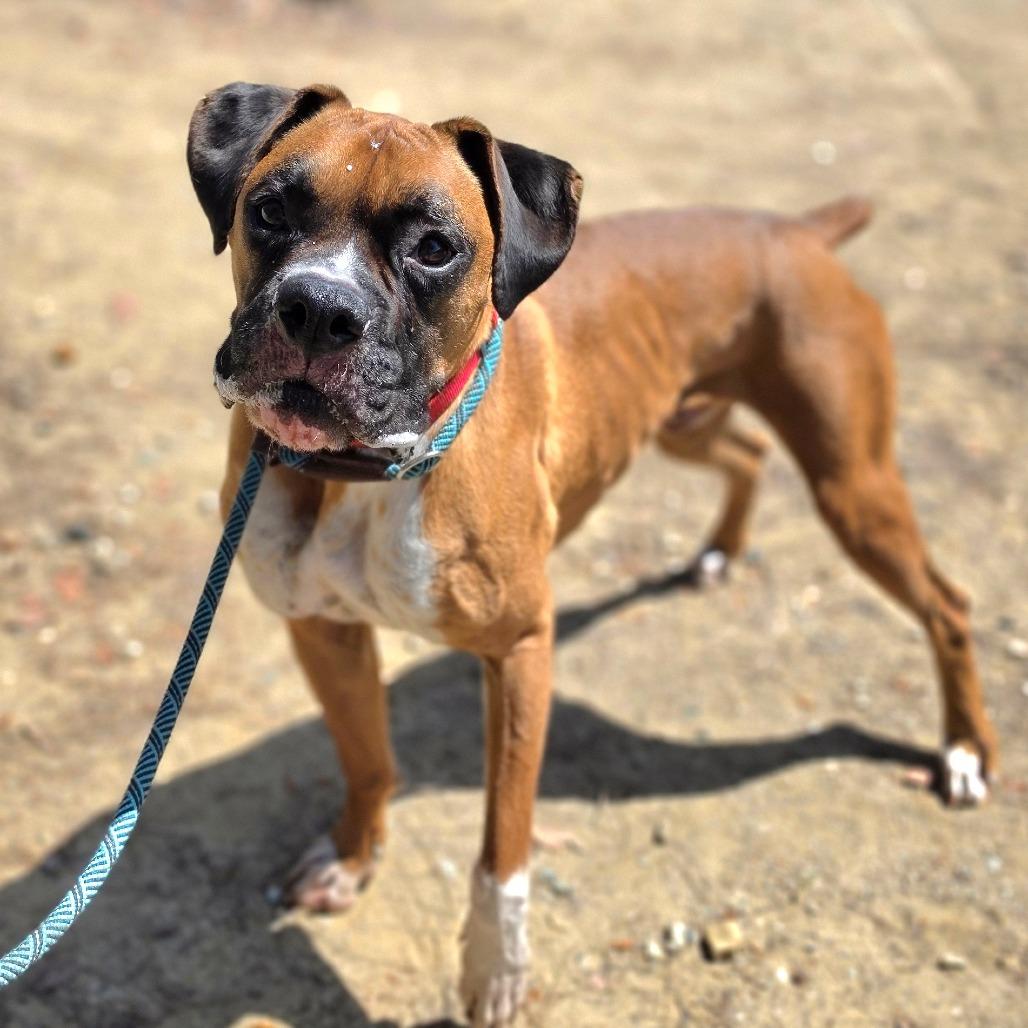 Milo (C000-114) - City of Industry Location, a Adoptable Boxer in Chino Hills, CA image 4/6