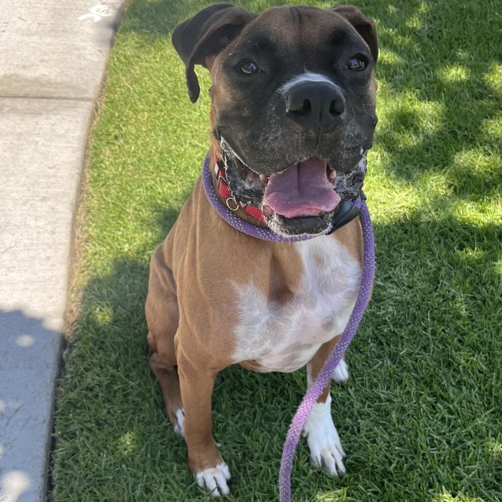 Milo (C000-114) - City of Industry Location, a Adoptable Boxer in Chino Hills, CA image 5/6