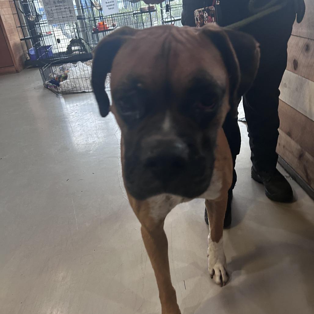 Milo (C000-114) - City of Industry Location, a Adoptable Boxer in Chino Hills, CA image 6/6