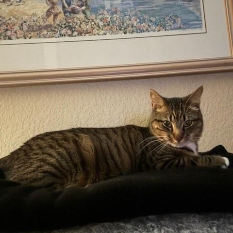 Raja, Adoptable, Adult Male Domestic Short Hair & Domestic Short Hair.