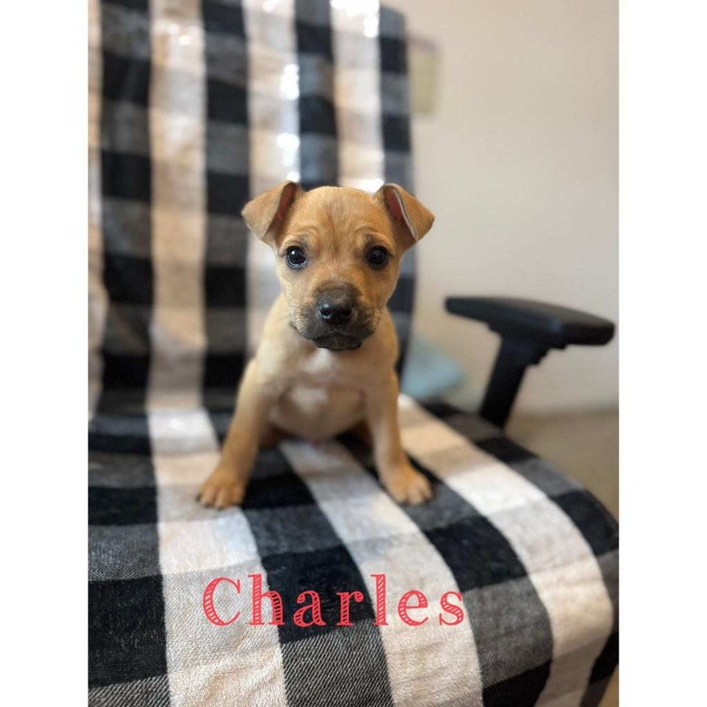 Enlarge Charles, a Adoptable mixed breed in sun prairie, WI image 1/1