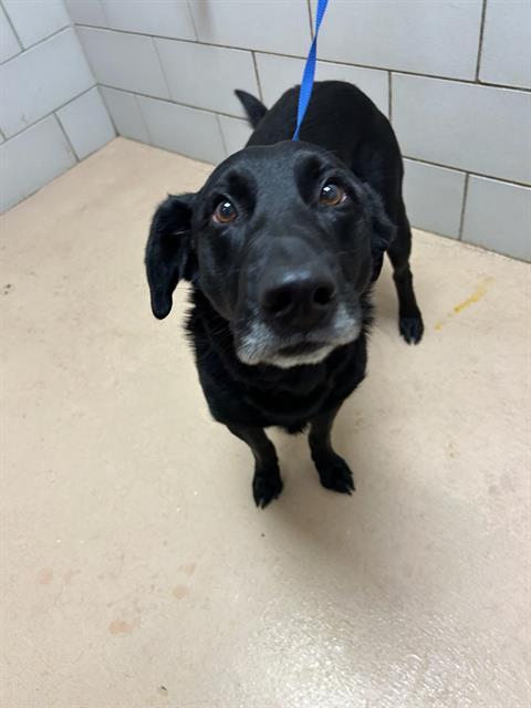 Enlarge JAG, a Adoptable Mixed Breed in Nashville, TN image 2/2