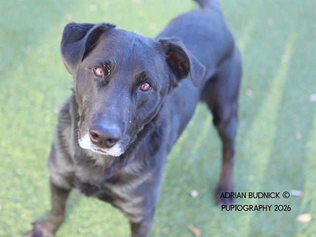 Enlarge JAG, a Adoptable Mixed Breed in Nashville, TN image 1/2