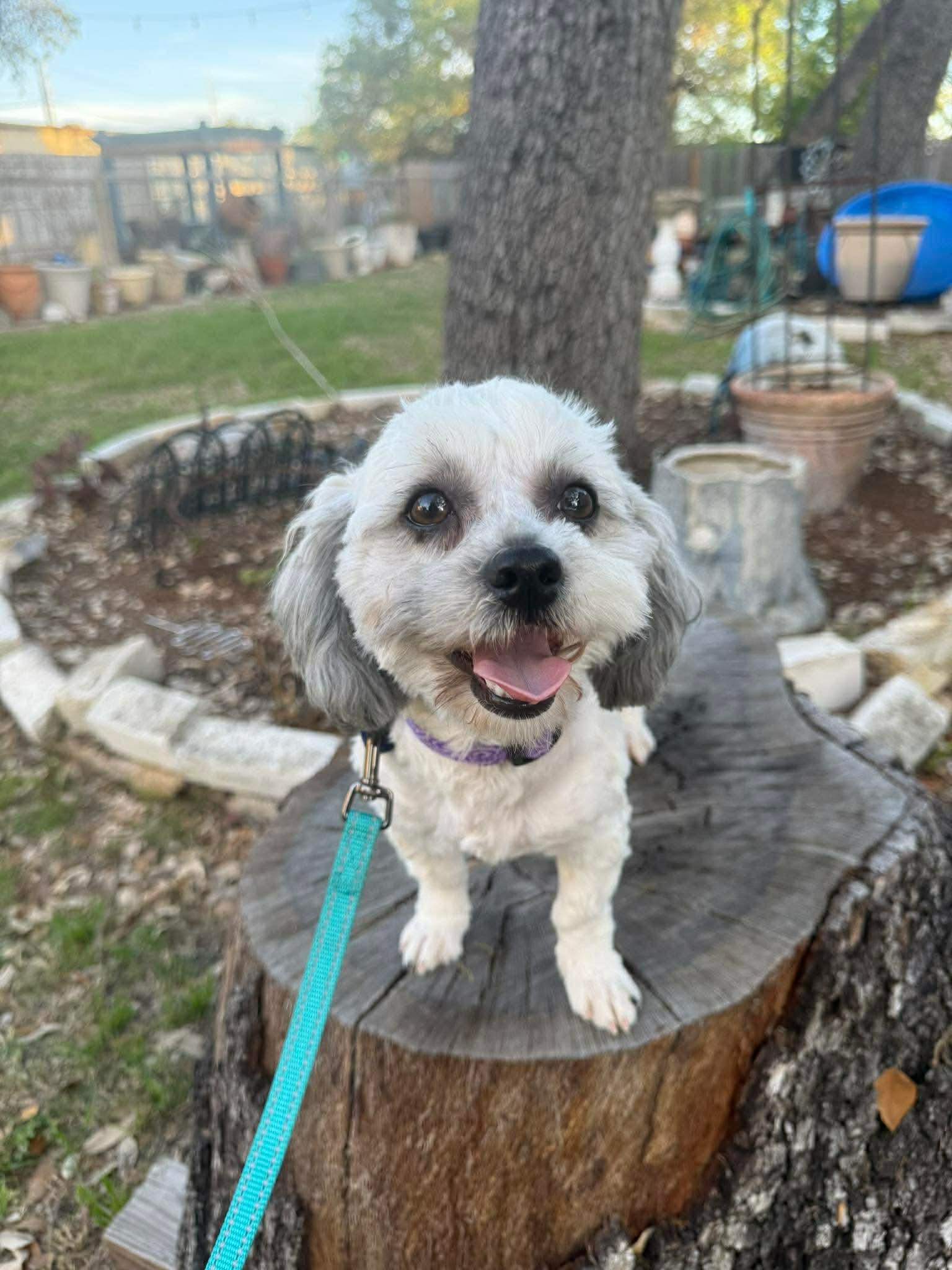 Enlarge Laci is luxury and lovely, an adopted mixed breed in Lockhart, TX image 1/6