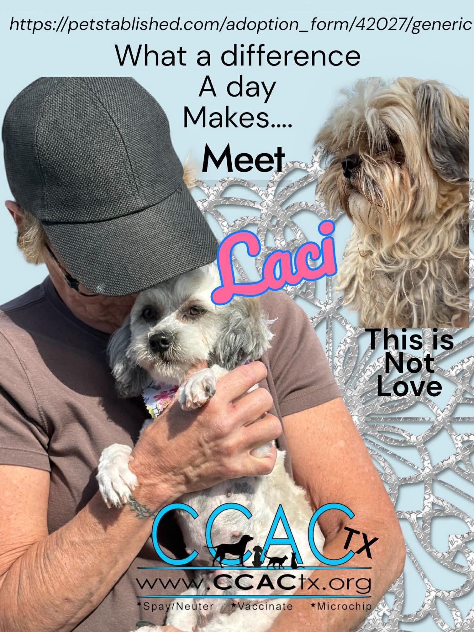 Enlarge Laci is luxury and lovely, an adopted mixed breed in Lockhart, TX image 4/6
