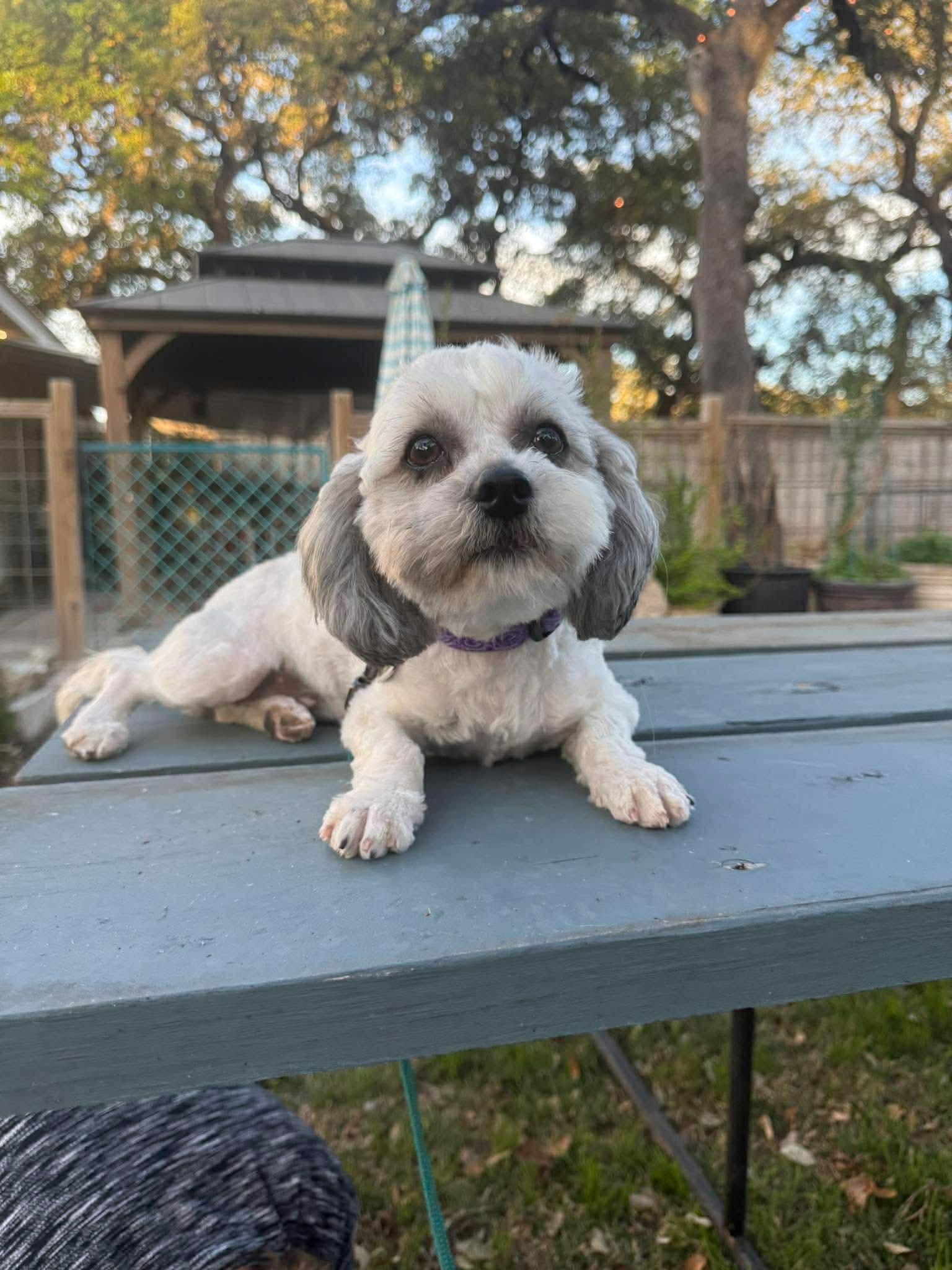 Enlarge Laci is luxury and lovely, an adopted mixed breed in Lockhart, TX image 5/6