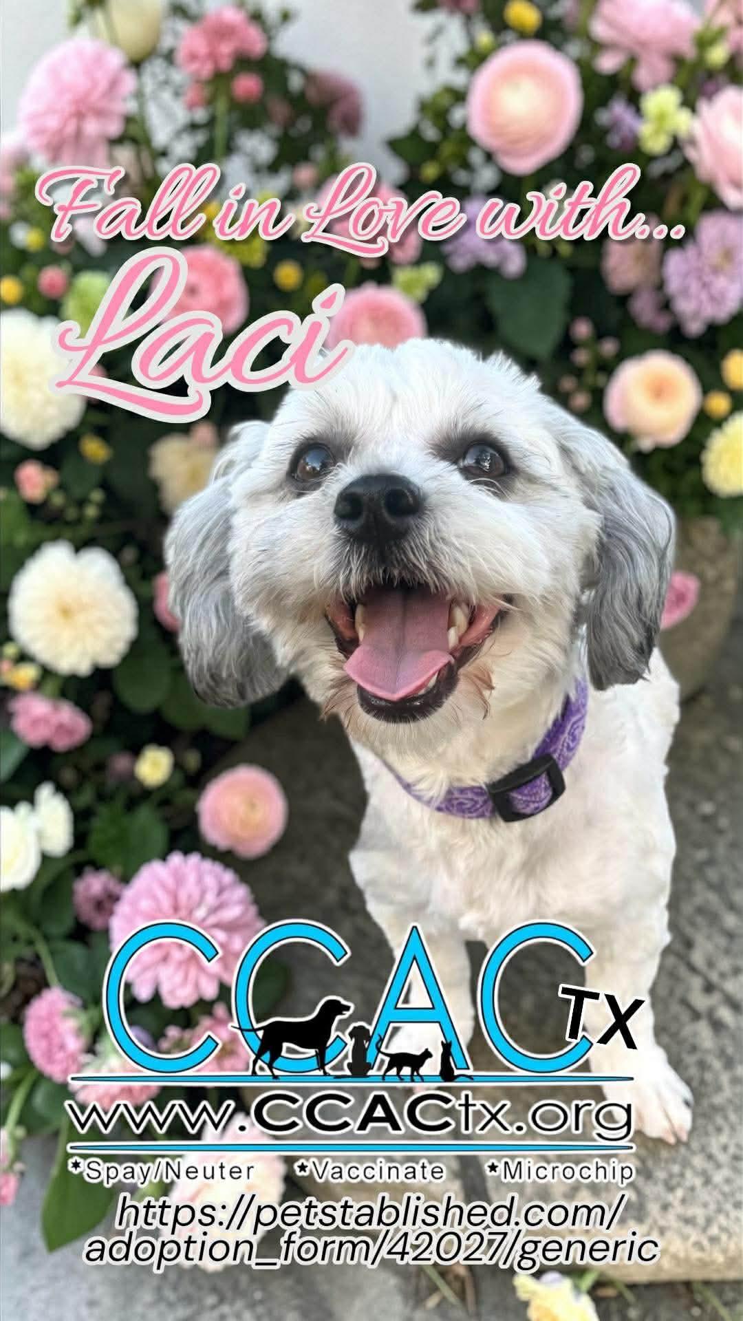 Enlarge Laci is luxury and lovely, an adopted mixed breed in Lockhart, TX image 6/6
