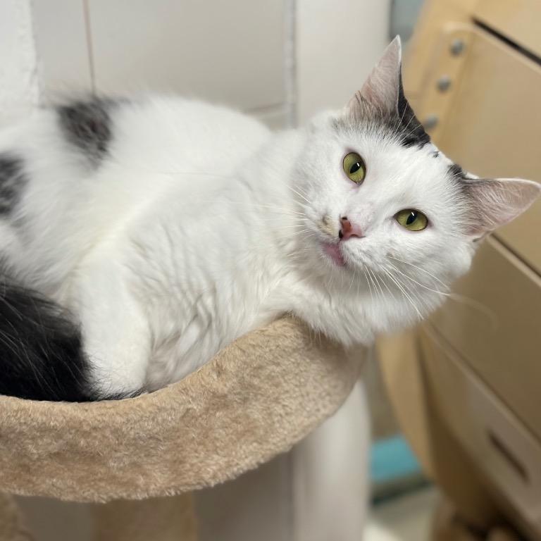 Enlarge Velma, a Adoptable mixed breed in Fort Lauderdale, FL image 1/5