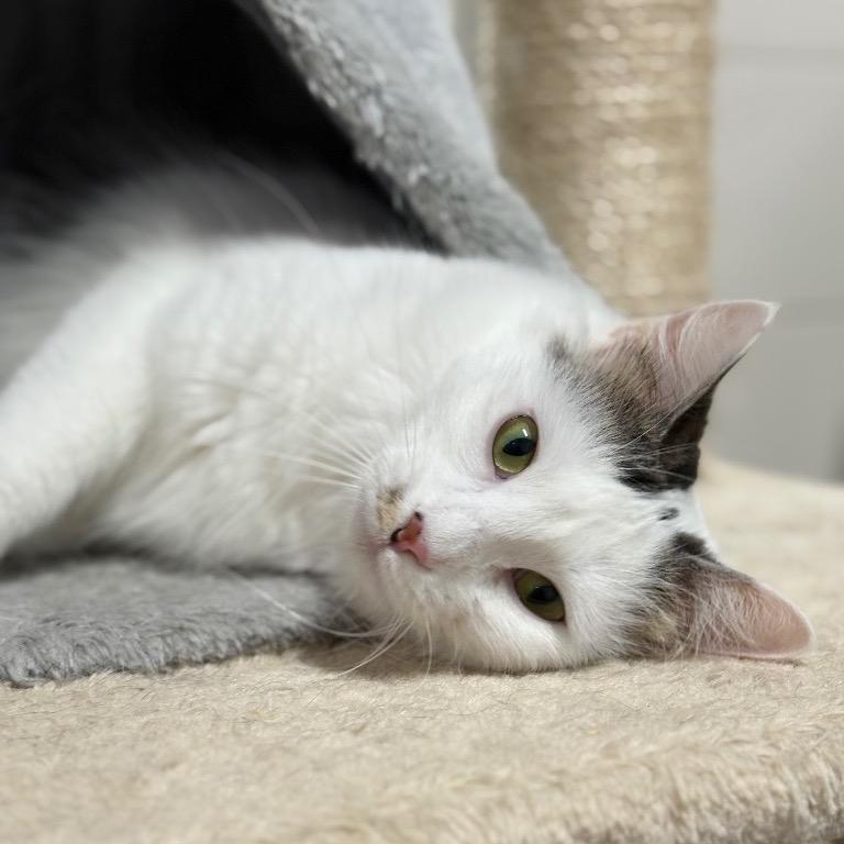 Enlarge Velma, a Adoptable mixed breed in Fort Lauderdale, FL image 2/5