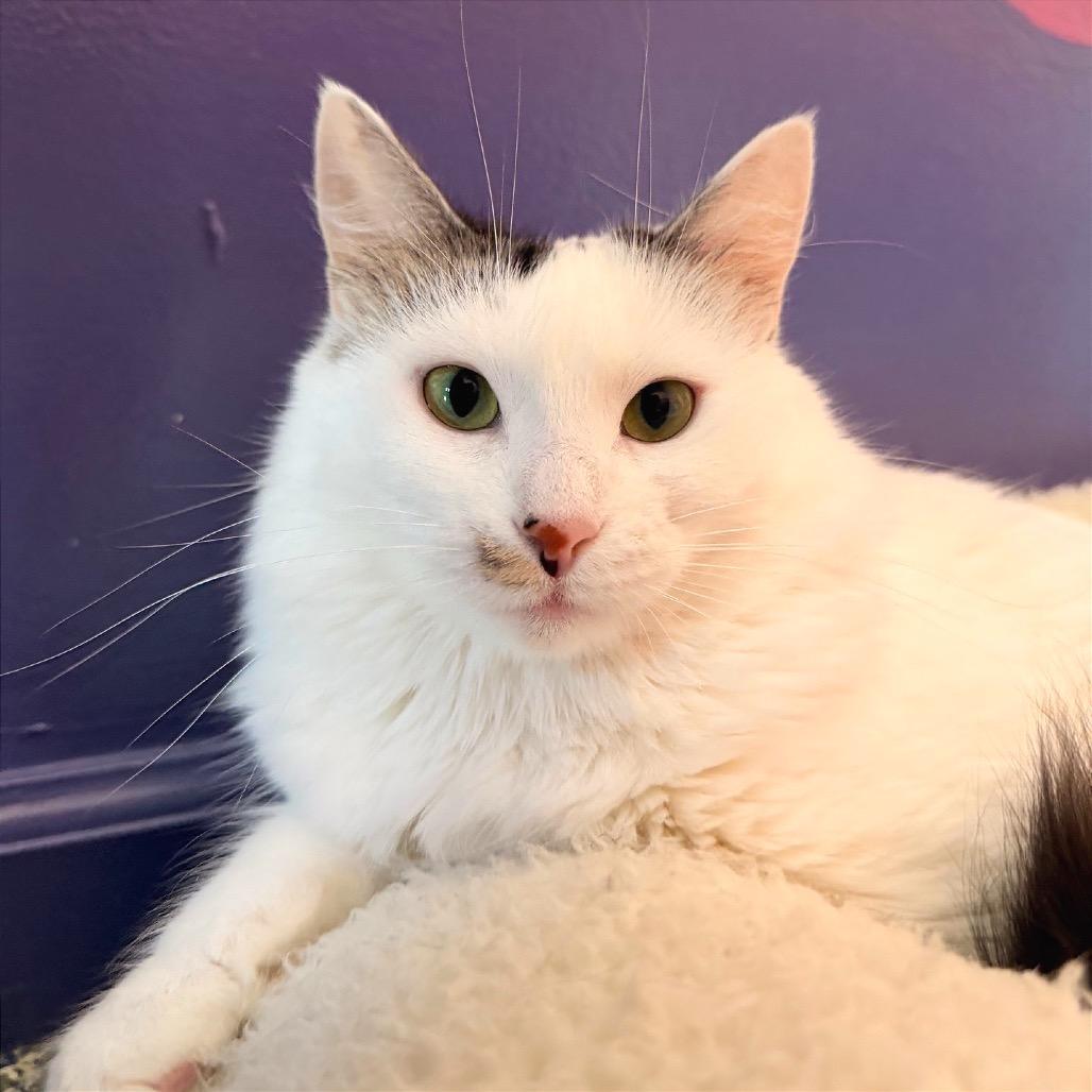 Velma, a Adoptable mixed breed in Fort Lauderdale, FL image 3/6