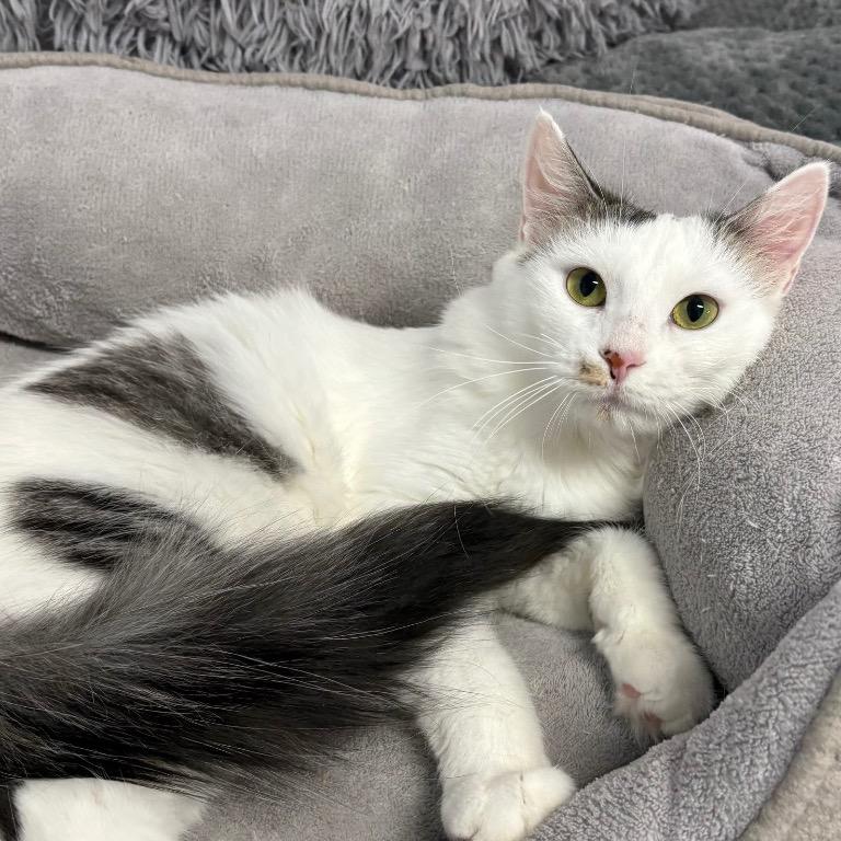 Enlarge Velma, a Adoptable mixed breed in Fort Lauderdale, FL image 3/6