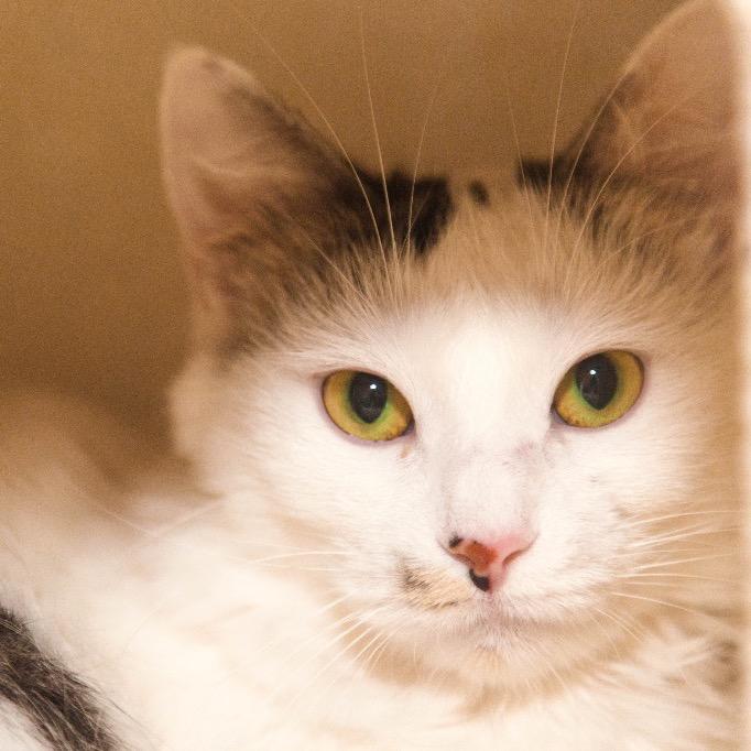 Enlarge Velma, a Adoptable mixed breed in Fort Lauderdale, FL image 3/5