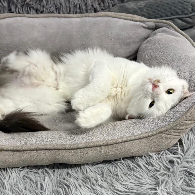 Enlarge Velma, a Adoptable mixed breed in Fort Lauderdale, FL image 4/5