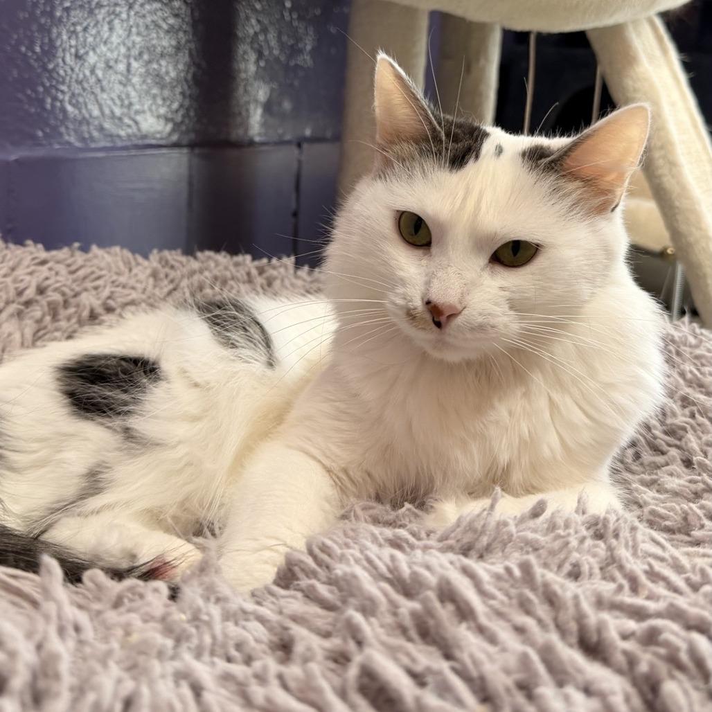 Velma, a Adoptable mixed breed in Fort Lauderdale, FL image 5/5