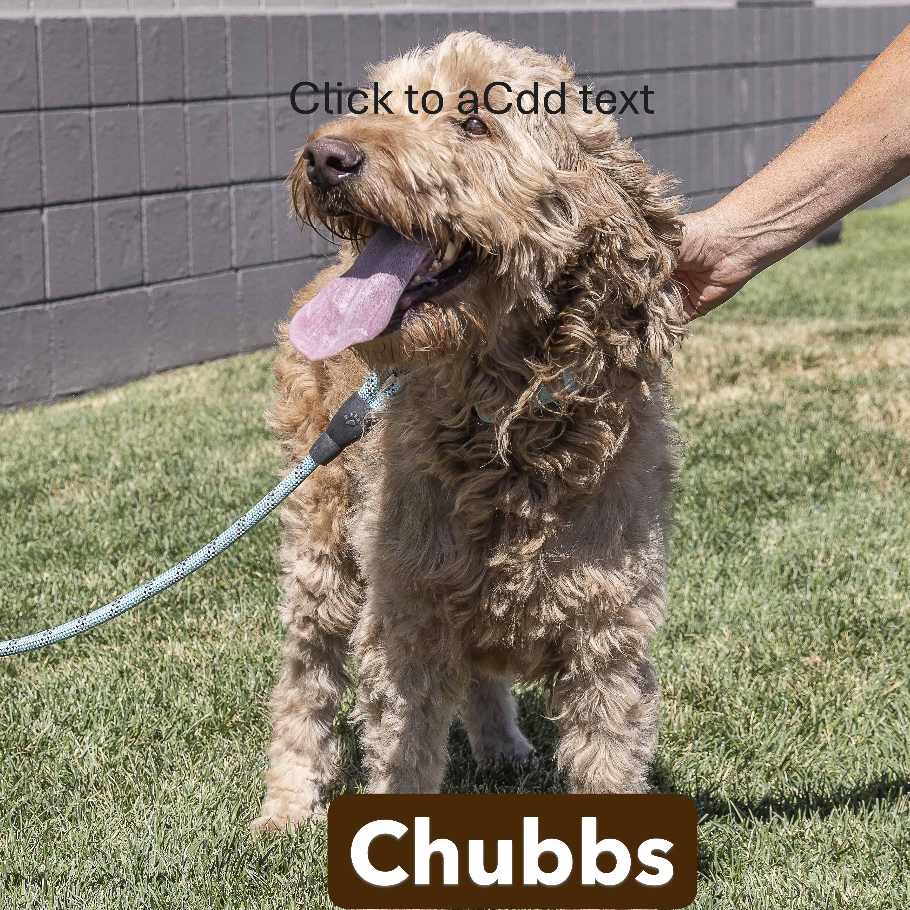 Chubbs and Goldie, an adoptable Goldendoodle in Millville, UT, 84326 | Photo Image 2