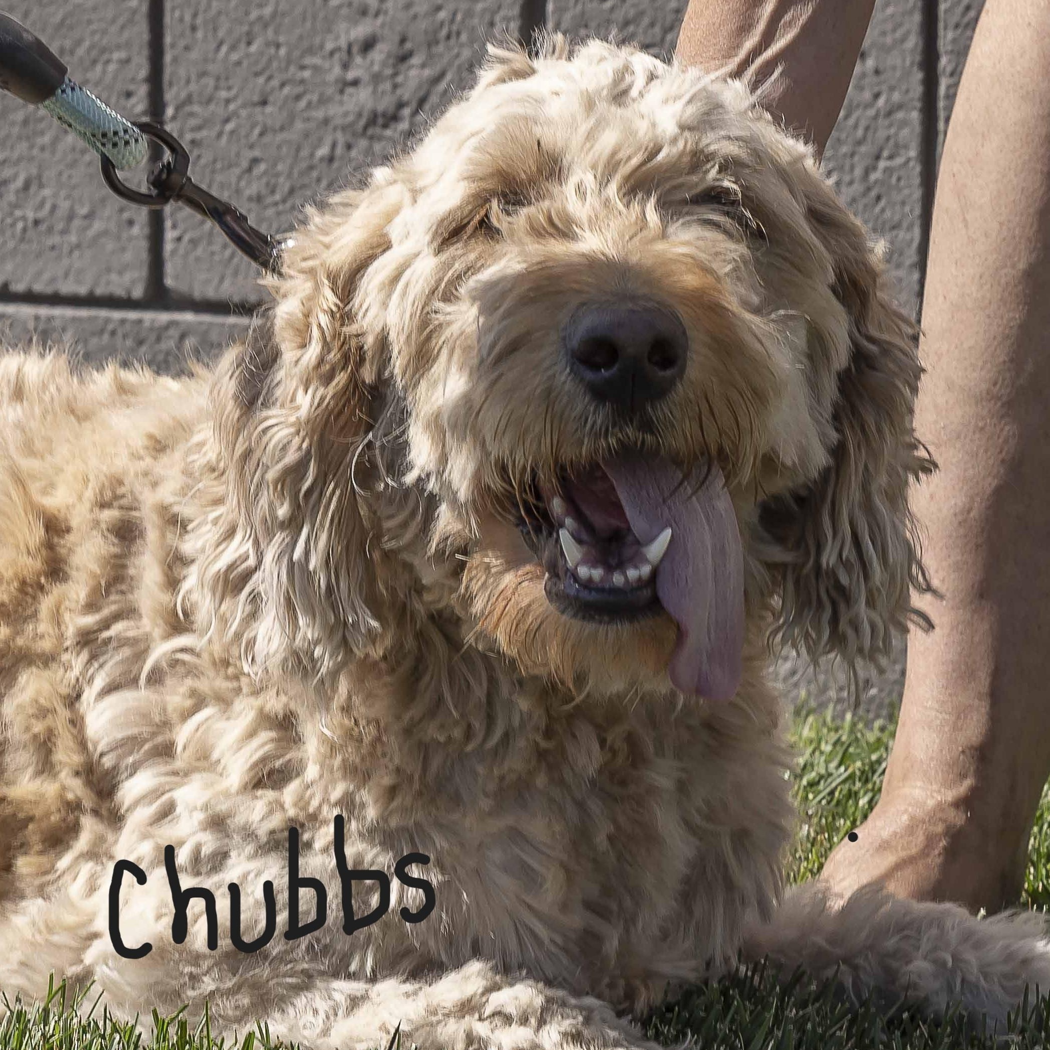 Chubbs and Goldie, an adoptable Goldendoodle in Millville, UT, 84326 | Photo Image 3
