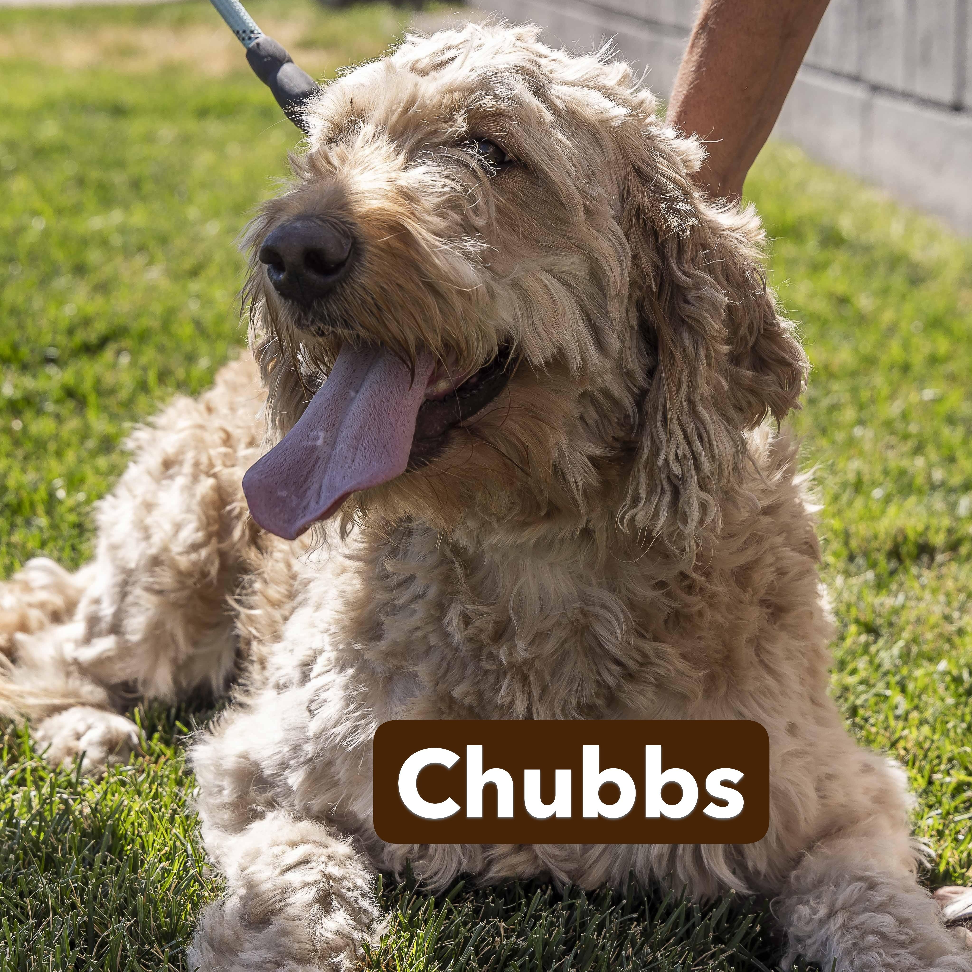 Chubbs and Goldie, an adoptable Goldendoodle in Millville, UT, 84326 | Photo Image 4