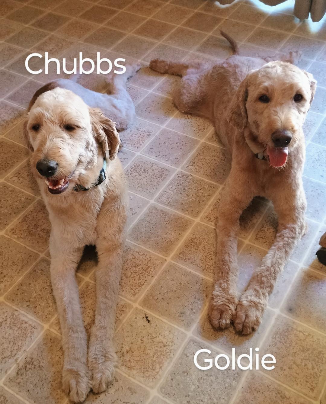 Chubbs and Goldie, an adoptable Goldendoodle in Millville, UT, 84326 | Photo Image 1