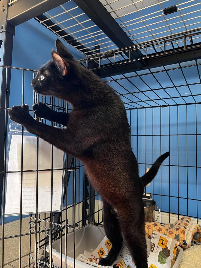 Enlarge Ravioli, a Adoptable mixed breed in Ellijay, GA image 1/4