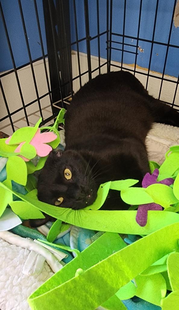 Enlarge Ravioli, a Adoptable mixed breed in Ellijay, GA image 2/4