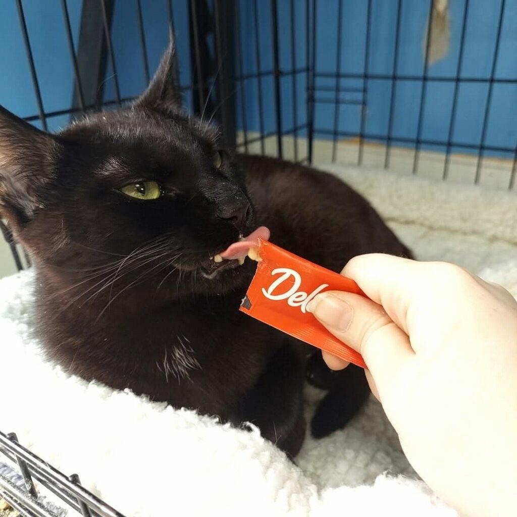 Enlarge Ravioli, a Adoptable mixed breed in Ellijay, GA image 3/4
