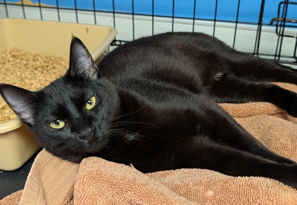 Enlarge Ravioli, a Adoptable mixed breed in Ellijay, GA image 1/1