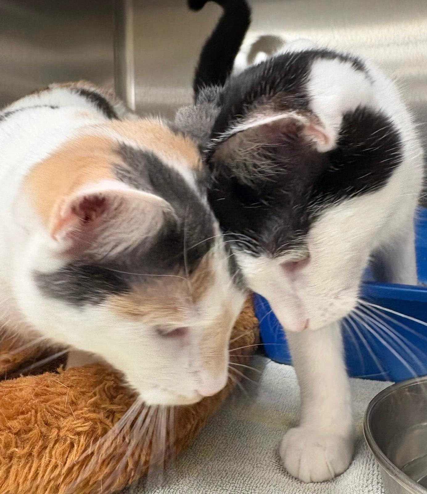 Enlarge Samsung, a Adoptable Domestic Short Hair in Newtown Square, PA image 1/3