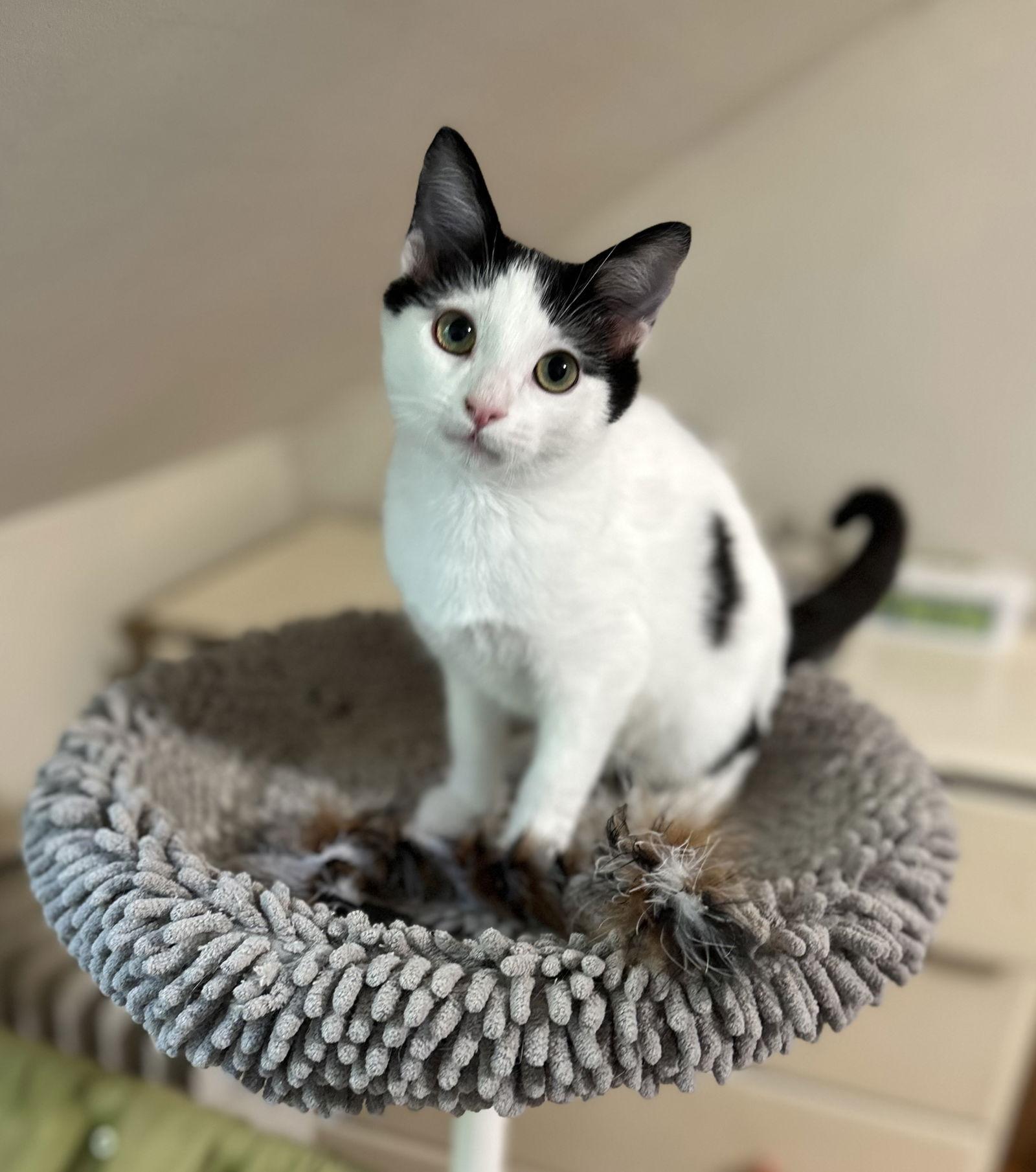 Enlarge Samsung, a Adoptable Domestic Short Hair in Newtown Square, PA image 2/3