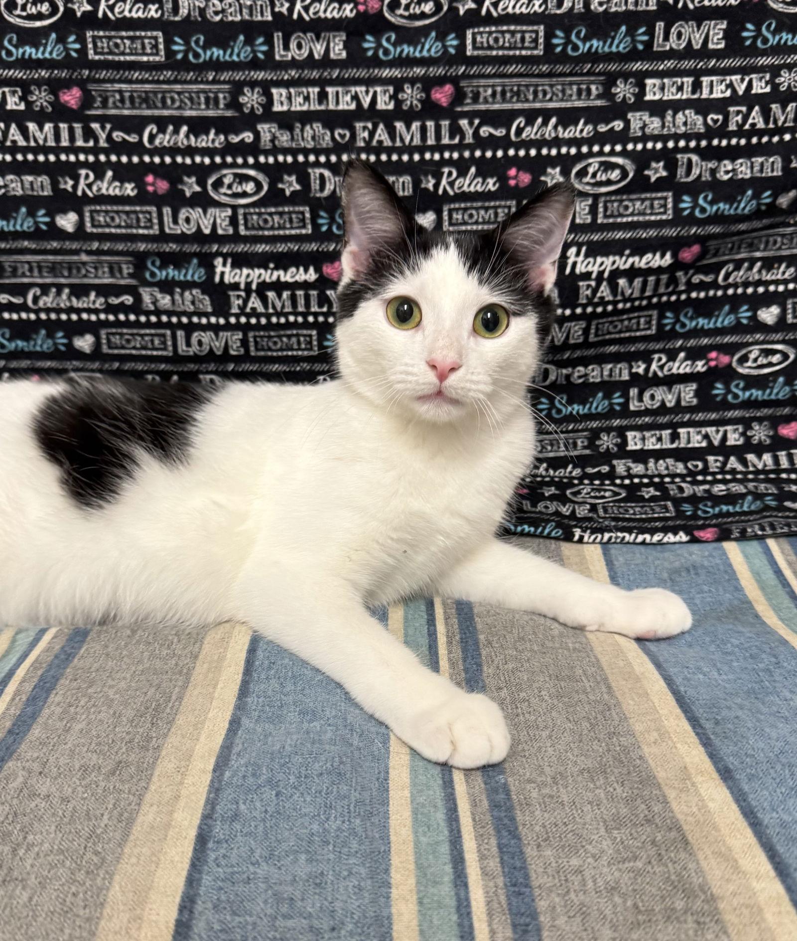 Enlarge Samsung, a Adoptable Domestic Short Hair in Newtown Square, PA image 3/3