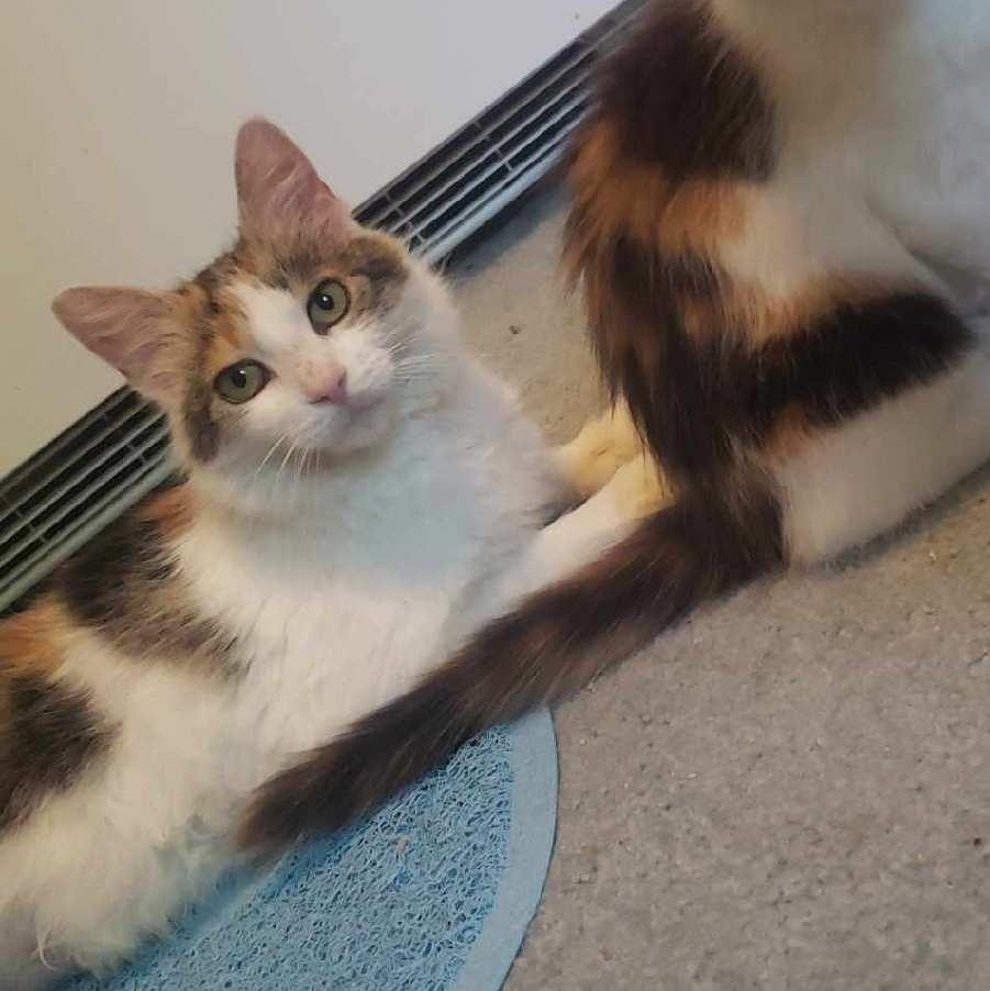 Wendy, a Adoptable Domestic Medium Hair in Delta, OH image 4/6