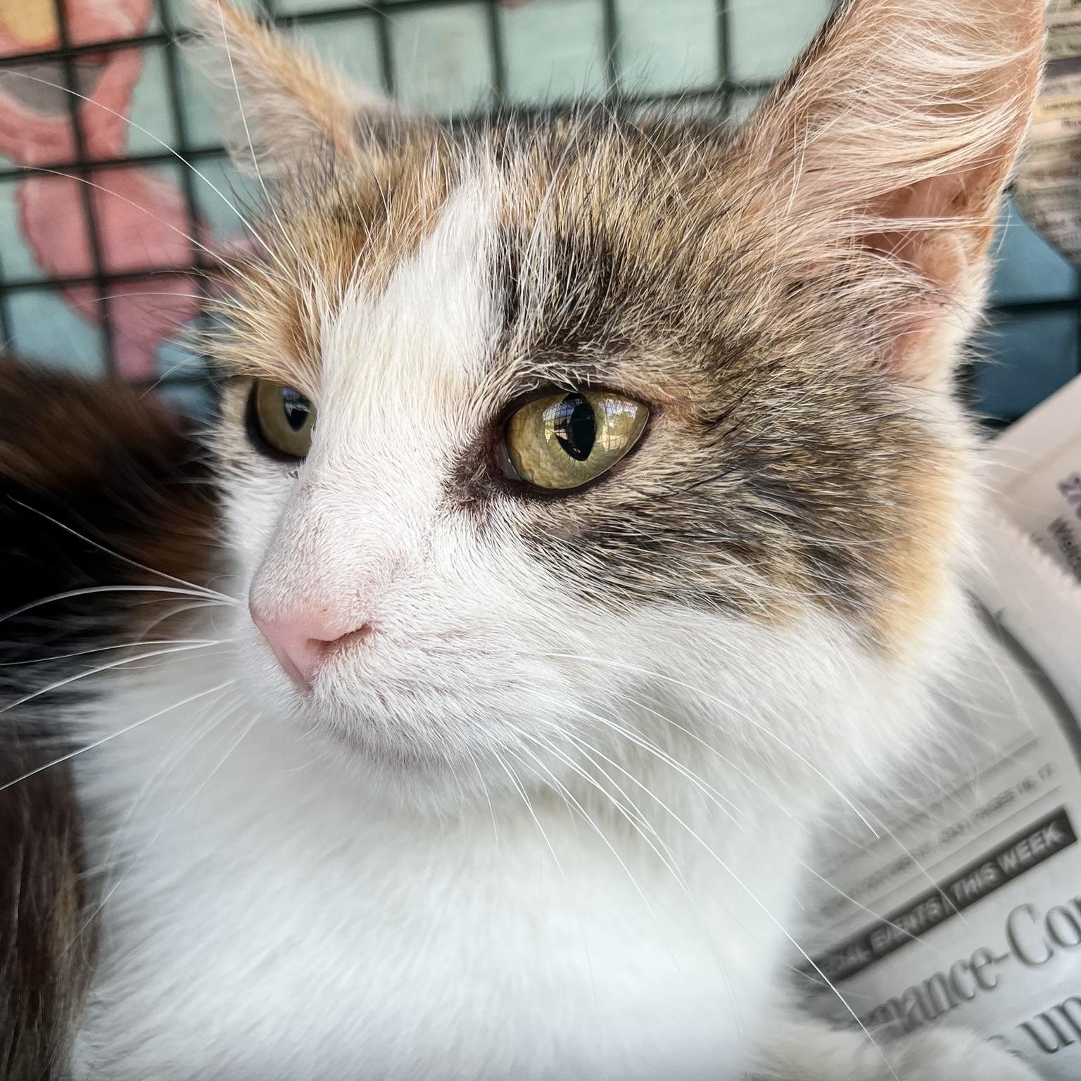 Wendy, Adoptable, Adult Female Domestic Medium Hair.