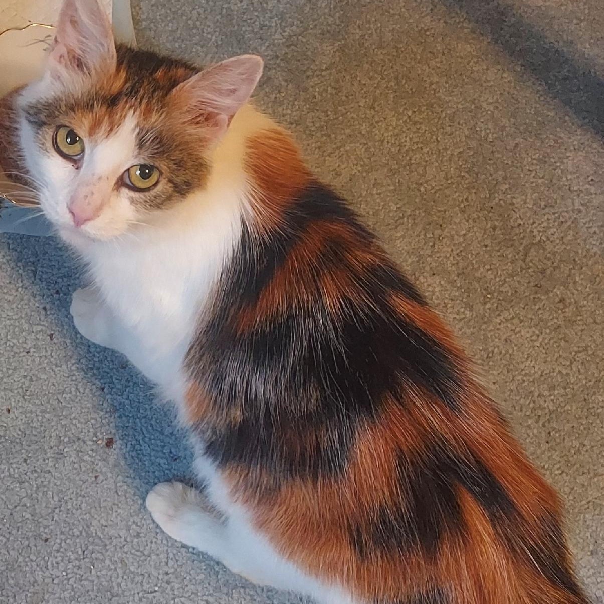 Wendy, a Adoptable Domestic Medium Hair in Delta, OH image 3/6