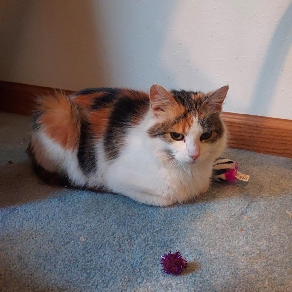 Wendy, a Adoptable Domestic Medium Hair in Delta, OH image 5/6