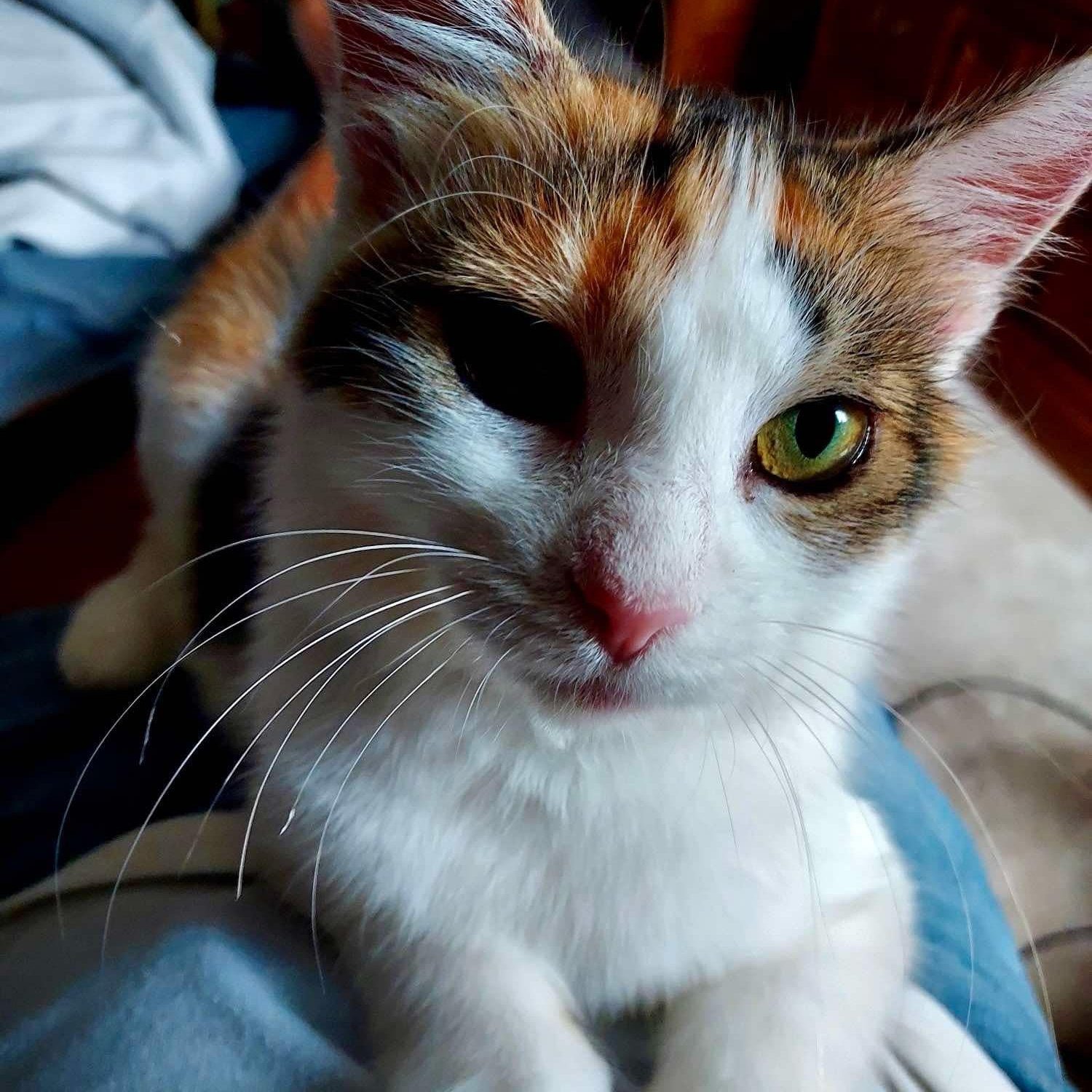 Wendy, a Adoptable Domestic Medium Hair in Delta, OH image 1/6