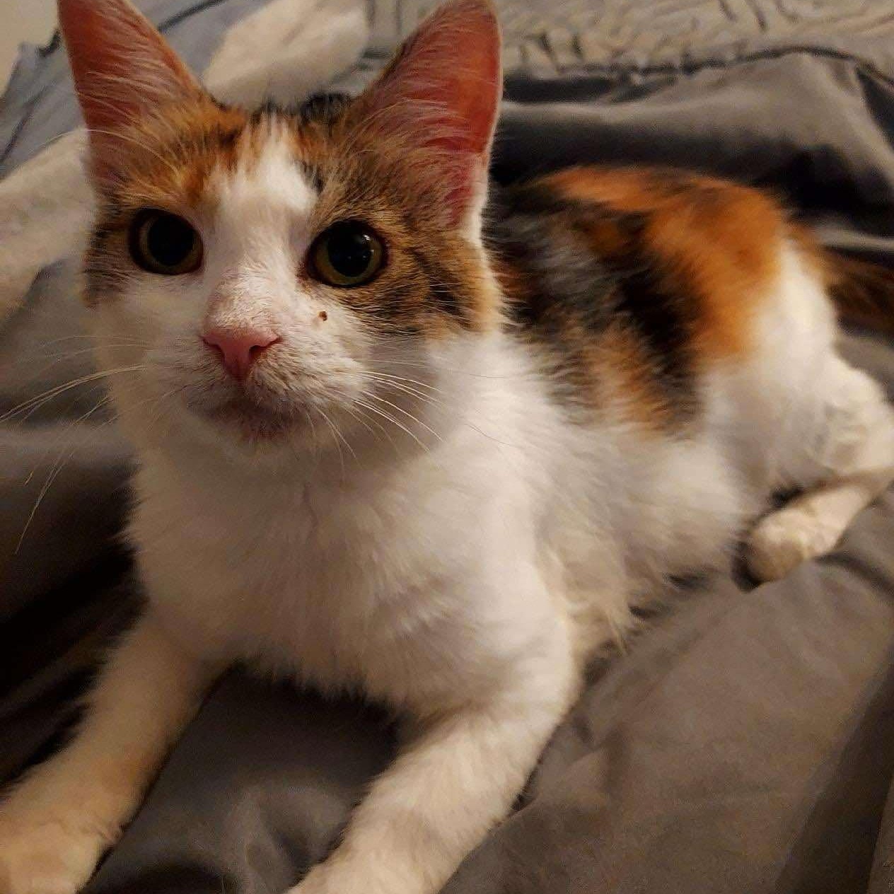 Wendy, a Adoptable Domestic Medium Hair in Delta, OH image 6/6