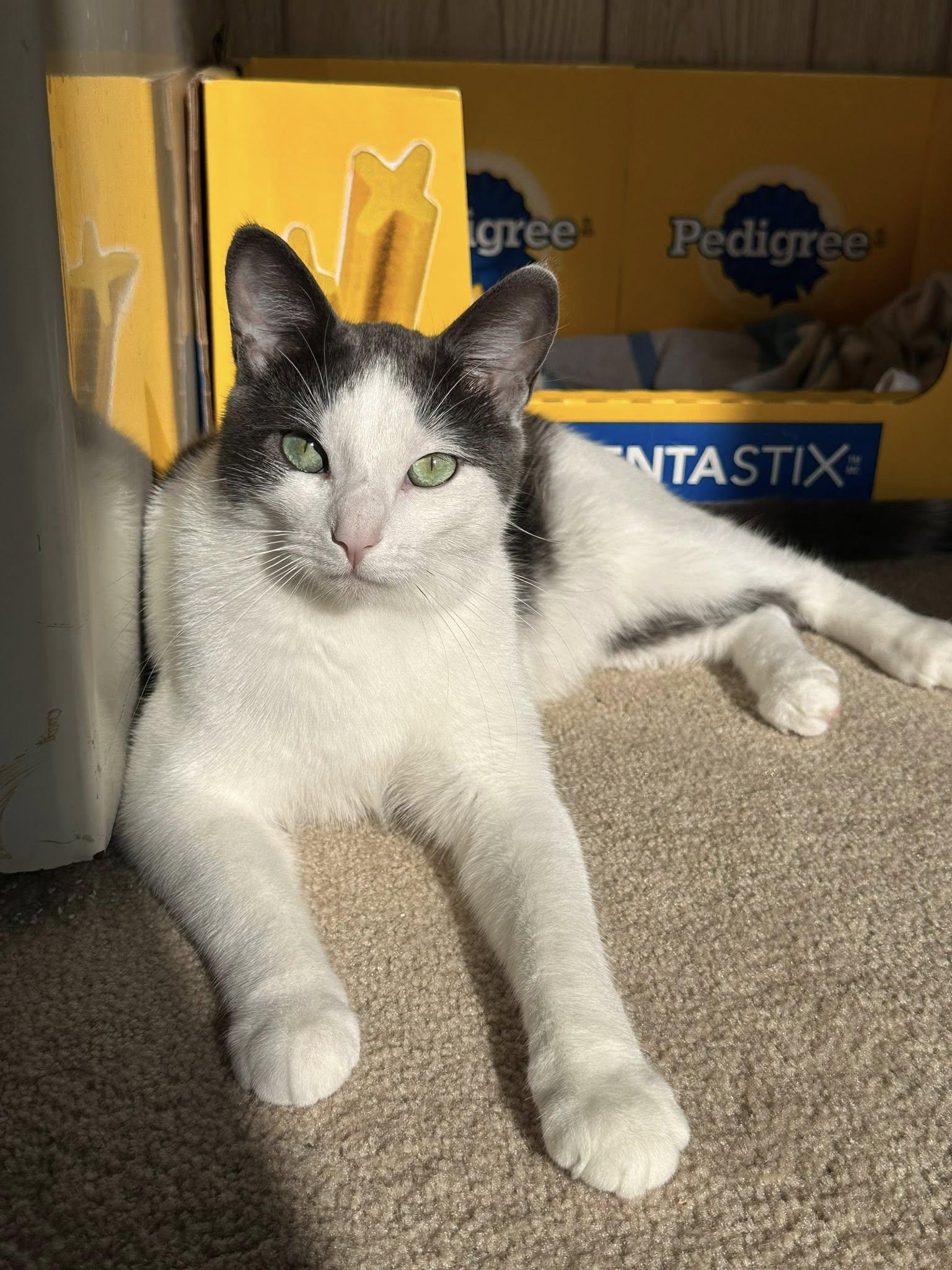 Orbit, Adoptable, Adult Male Domestic Short Hair.