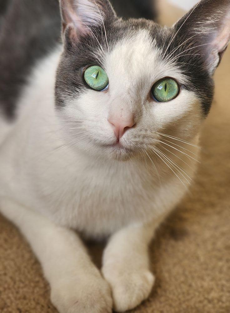 Orbit, Adoptable, Adult Male Domestic Short Hair.